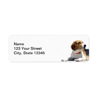 Brown noir et blanc Beagle chien Adresse de retour