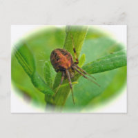 Brown Orange Araneus (?) Spider Postcard