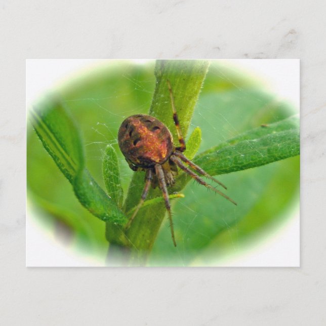Brown Orange Araneus (?) Spider Postcard (Front)