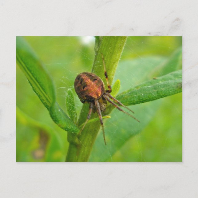 Brown Orange Araneus (?) Spider Postcard (Front)