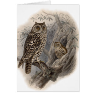 Brown Owl