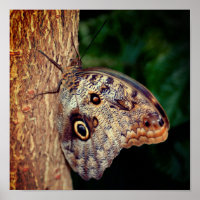 Brown Owl Butterfly Close Up