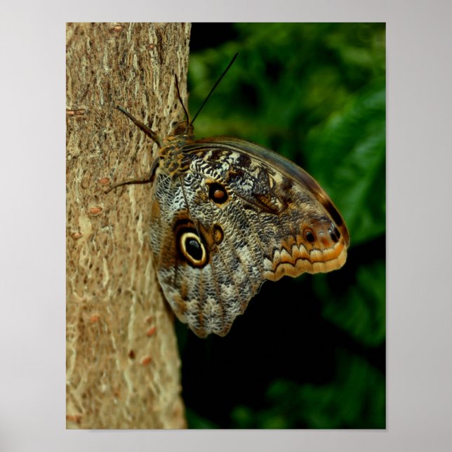 Brown Owl Butterfly Nature Orton Art Poster (Front)
