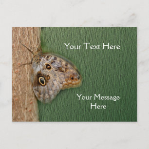 Brown Owl Butterfly Nature Postcard