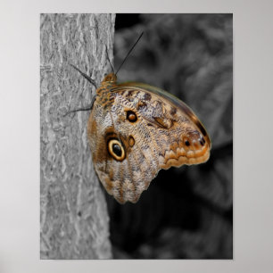 Brown Owl Butterfly Partial Colour Nature Poster