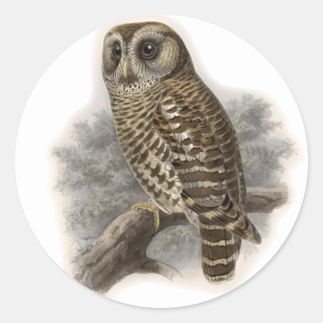 Brown Owl Classic Round Sticker (Front)