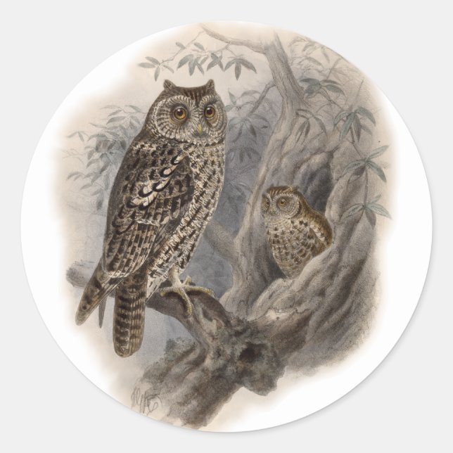 Brown Owl Classic Round Sticker (Front)