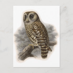 Brown Owl Postcard