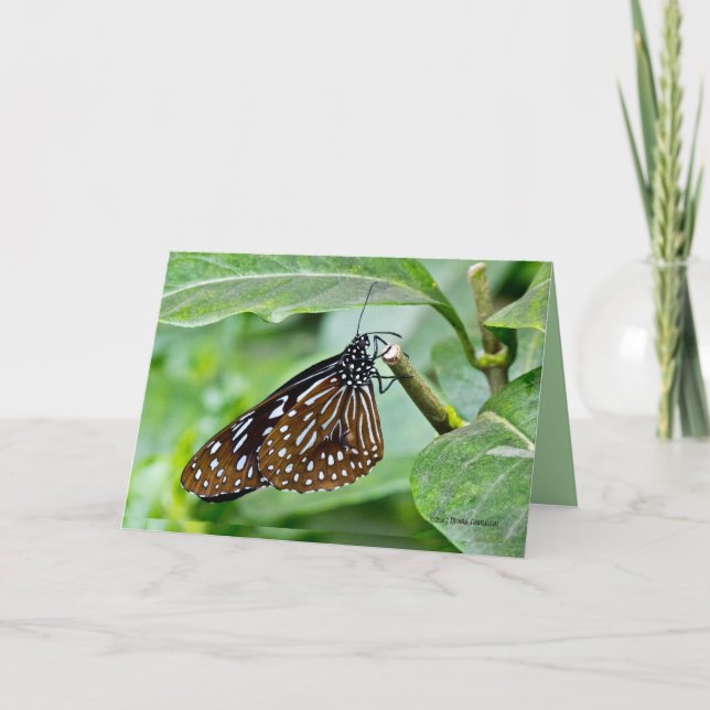 Brown Painted Butterfly Card (Front)
