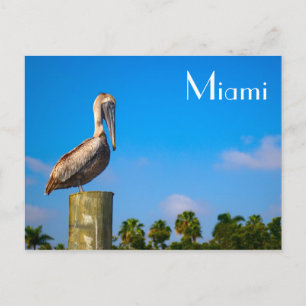 Brown Pélican à Miami - Carte postale