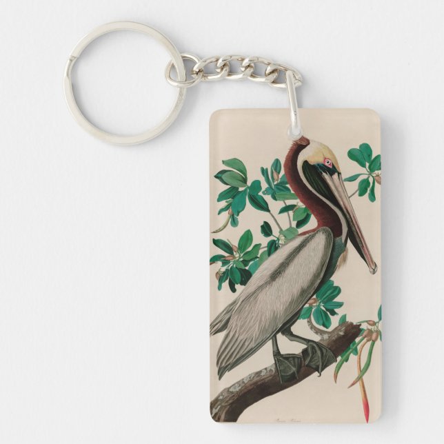 Brown Pelican Birds of America Audubon (Devant)