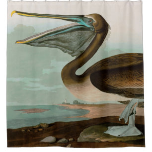 Brown Pelican Birds of America Audubon Print