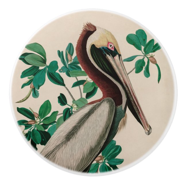Brown Pelican Birds of America Audubon Print Ceramic Knob (Front)