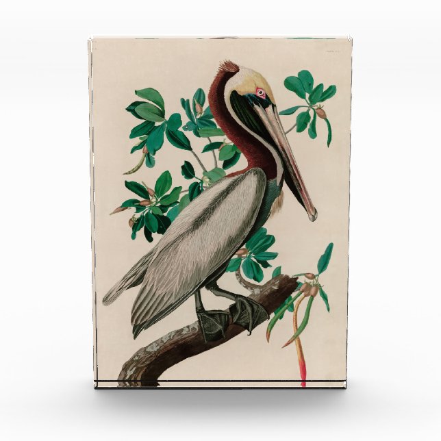 Brown Pelican Birds of America Audubon Print Photo Block (Front)