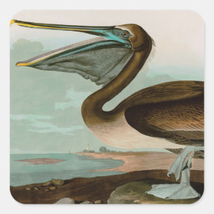 Brown Pelican Birds of America Audubon Print Square Sticker