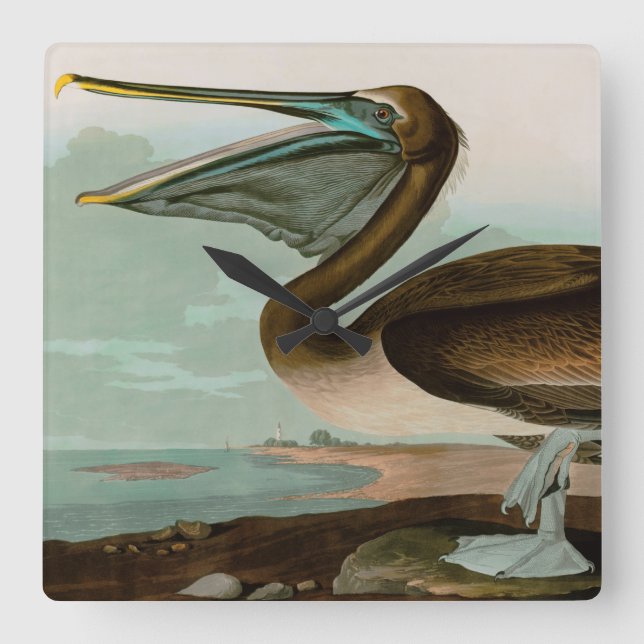 Brown Pelican Birds of America Audubon Print Square Wall Clock (Front)