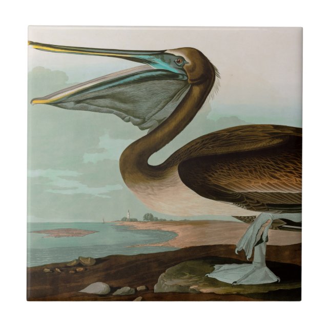 Brown Pelican Birds of America Audubon Print Tile (Front)