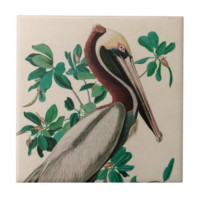 Brown Pelican Birds of America Audubon Print Tile (Front)