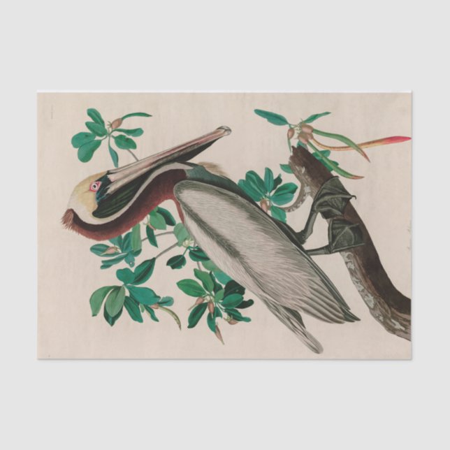 Brown Pelican Birds of America Audubon Print Tissue Paper (Front)