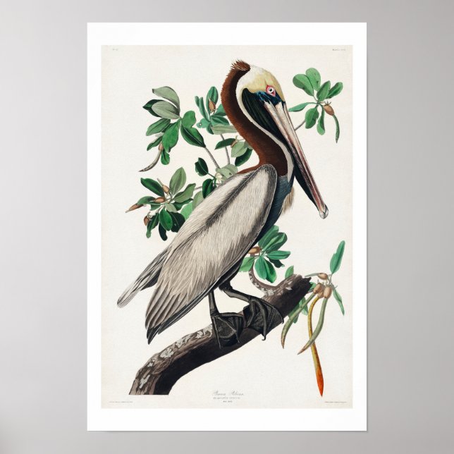 Brown Pelican by Audubon Poster (Front)
