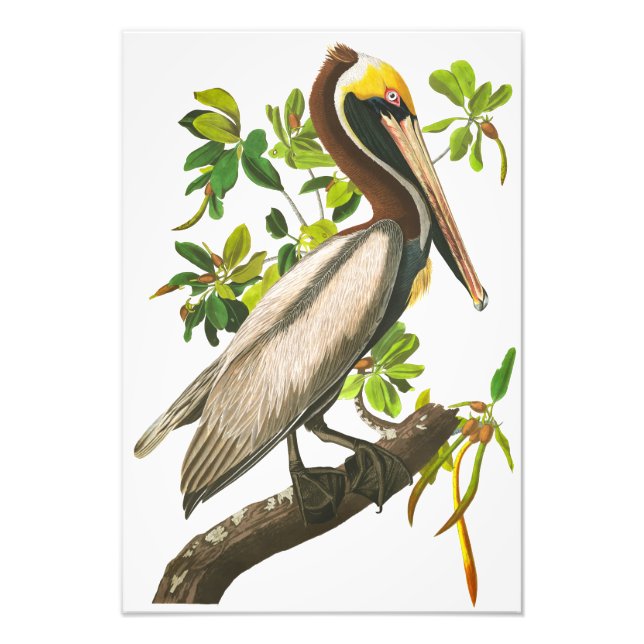 Brown Pelican by John James Audubon Photo Print (Front)