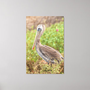 Brown Pelican Canvas Print