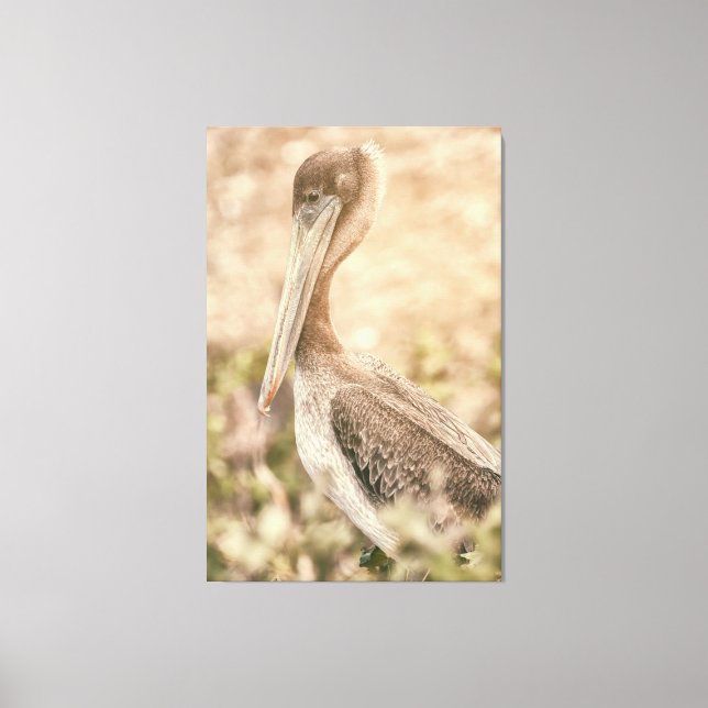 Brown Pelican Canvas Print (Front)