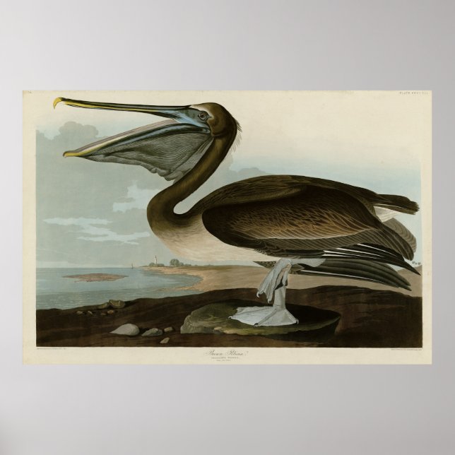 Brown Pelican from Audubon's Birds of America Poster (Front)