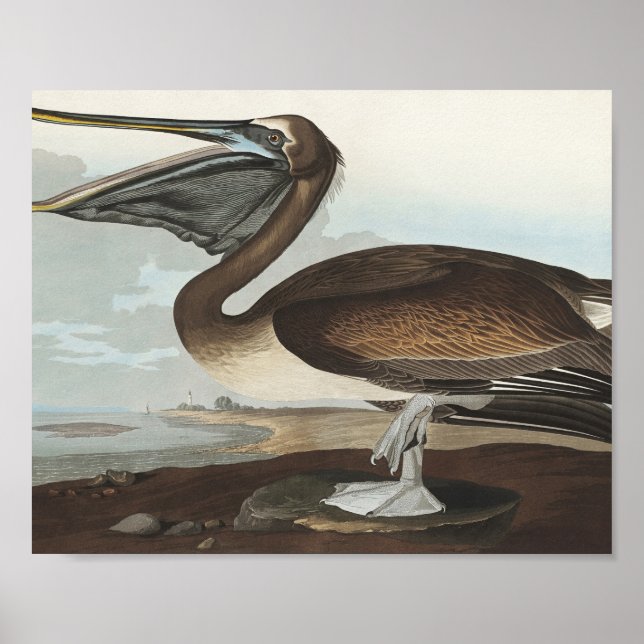 Brown Pelican from Birds of America Poster (Front)