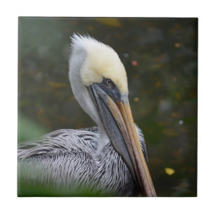 brown pelican head view facing right bird tile