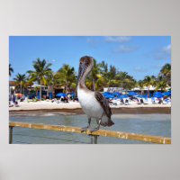 Brown Pelican, Higgs Beach, Key West, Florida