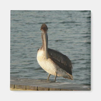Brown pelican. magnet