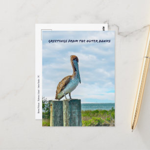 Brown Pelican Outer Banks NC Postcard