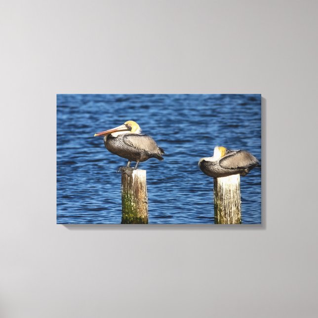 Brown Pelican Pair Roosting on Posts Canvas Print (Front)