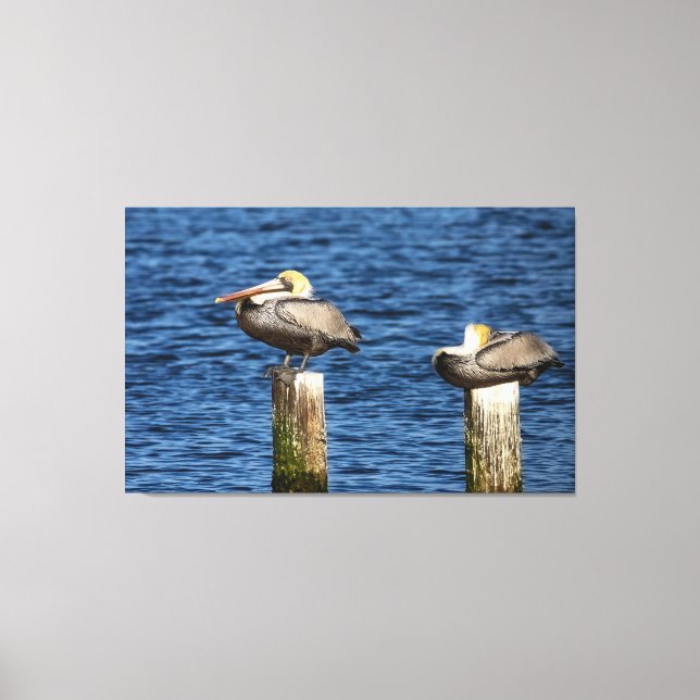 Brown Pelican Pair Roosting on Posts Canvas Print (Front)