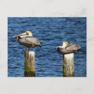 Brown Pelican Pair Roosting on Posts  Postcard