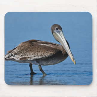 brown pelican, pelican, bird mouse pad