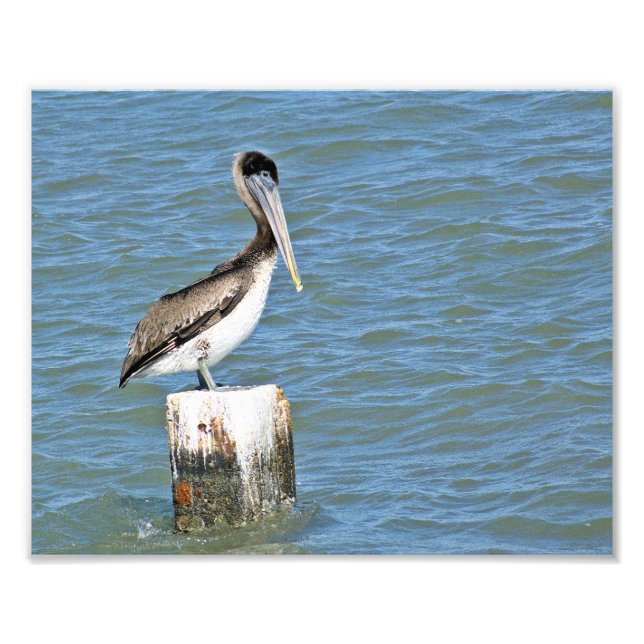 Brown pelican  Photo (Front)