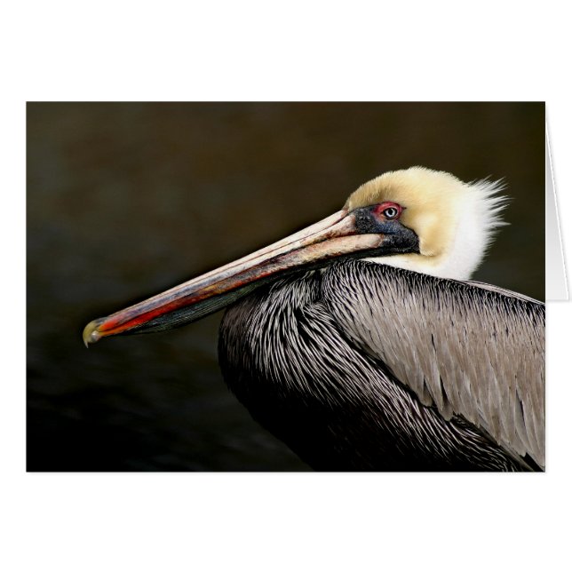Brown Pelican Portrait (Front Horizontal)