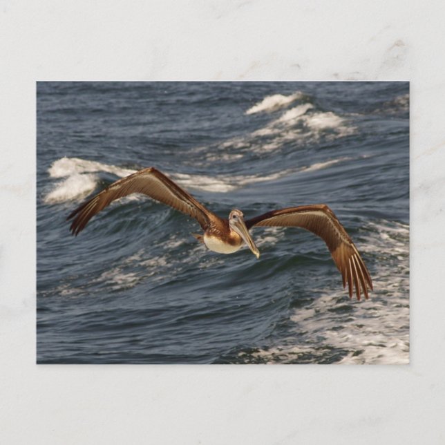 Brown Pelican Postcard (Front)