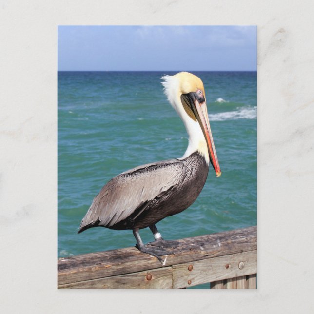 Brown Pelican Postcard (Front)