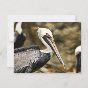 Brown Pelican Postcard
