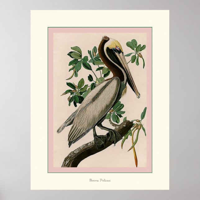 Brown Pelican Poster (Front)