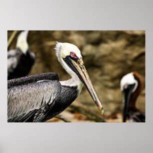 Brown Pelican Poster