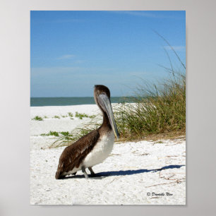 Brown Pelican Poster