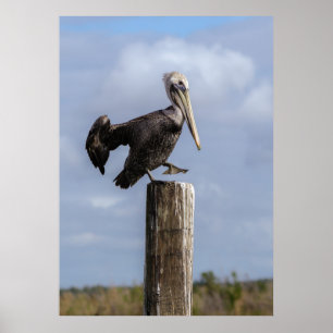 Brown Pelican Puzzle Poster
