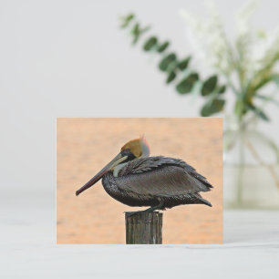 Brown Pelican Resting on Piling  Postcard