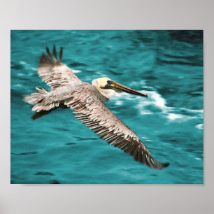 BROWN PELICAN WIND RIDER POSTER