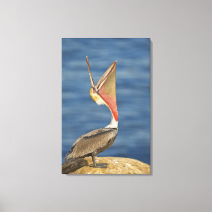 Brown Pelican with mouth open Canvas Print