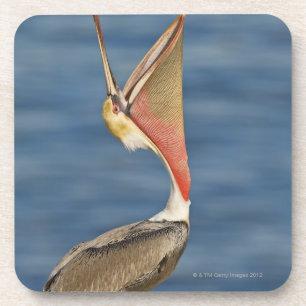 Brown Pelican with mouth open Coaster